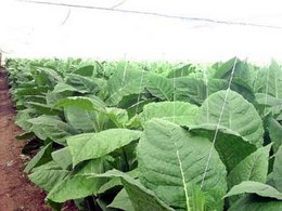 Tobacco Harvest in Pinar del Rio Cuba in Final Stage  